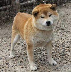 picture of dog