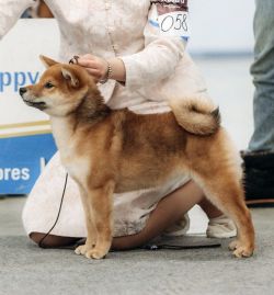 picture of dog