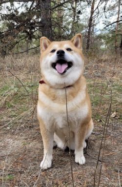 picture of dog