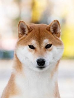 picture of dog