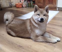 picture of dog