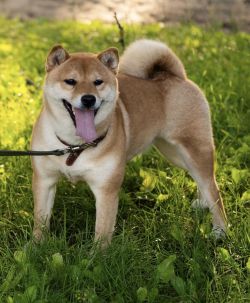 picture of dog