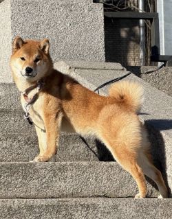 picture of dog