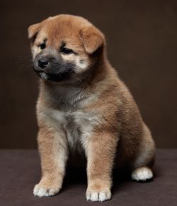 picture of dog