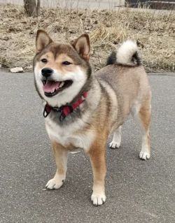 picture of dog