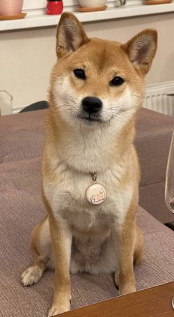 picture of dog