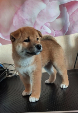 picture of dog