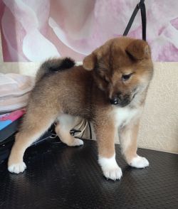picture of dog