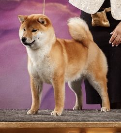picture of dog