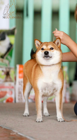 picture of dog