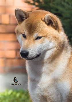 picture of dog