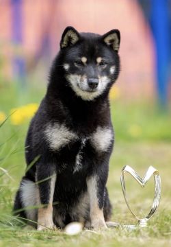 picture of dog