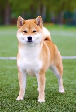 picture of dog