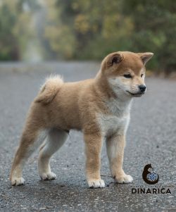 picture of dog