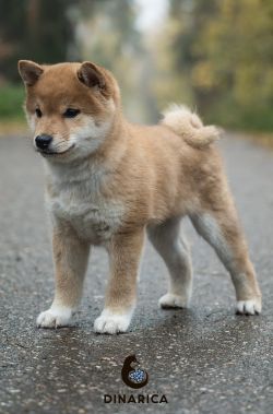 picture of dog