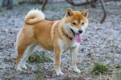 picture of dog