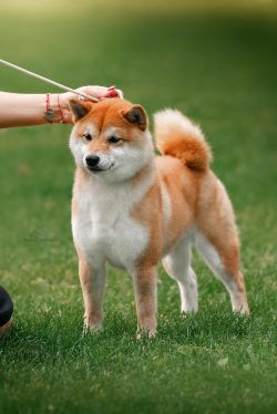 picture of dog