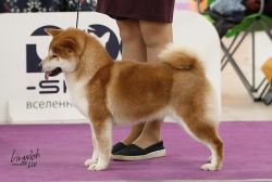 picture of dog