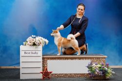 picture of dog