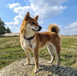 picture of dog