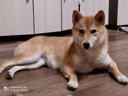 picture of dog