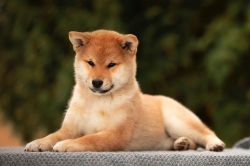 picture of dog