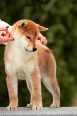 picture of dog