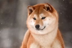 picture of dog