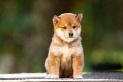 picture of dog