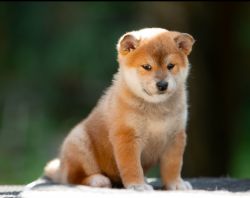 picture of dog