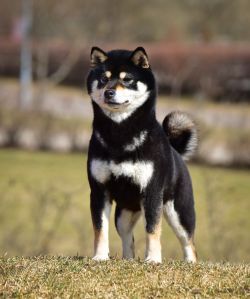 picture of dog