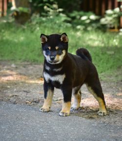 picture of dog