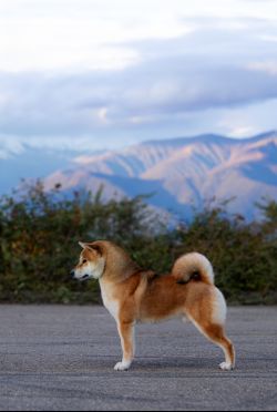 picture of dog