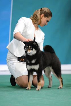 picture of dog