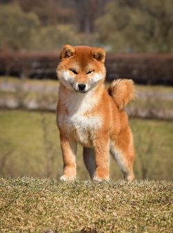 picture of dog