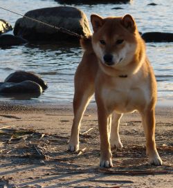 picture of dog
