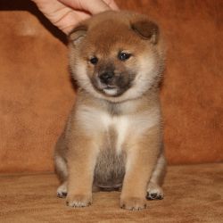 picture of dog