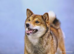 picture of dog