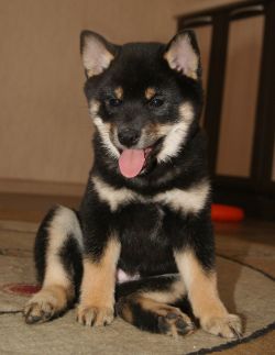 picture of dog