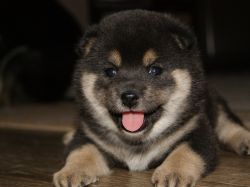 picture of dog