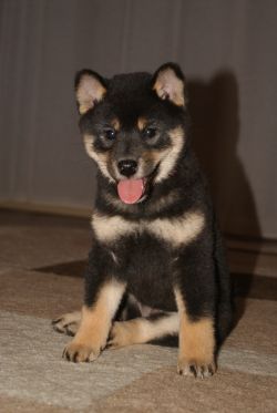picture of dog