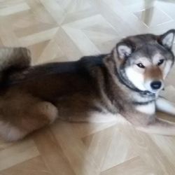 picture of dog