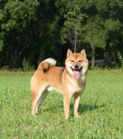 picture of dog