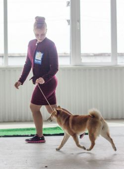 picture of dog