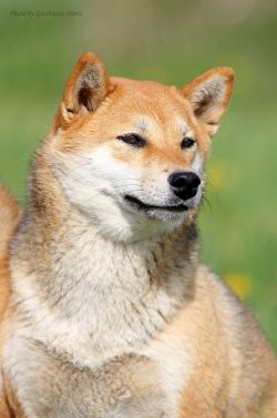 picture of dog