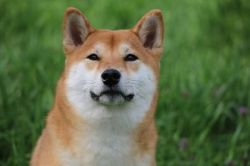 picture of dog