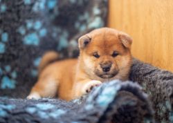 picture of dog