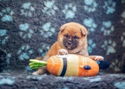 picture of dog