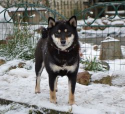 picture of dog
