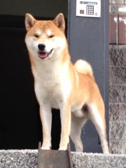 picture of dog